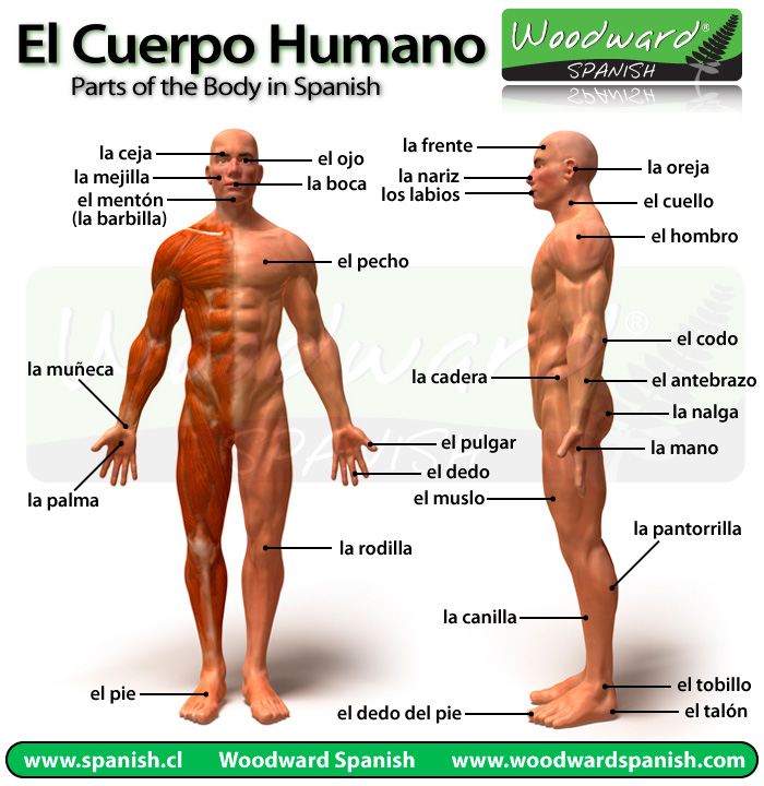 Partes del cuerpo humano en español
