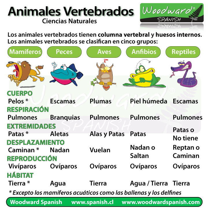 Los Animales Vertebrados | Woodward Spanish