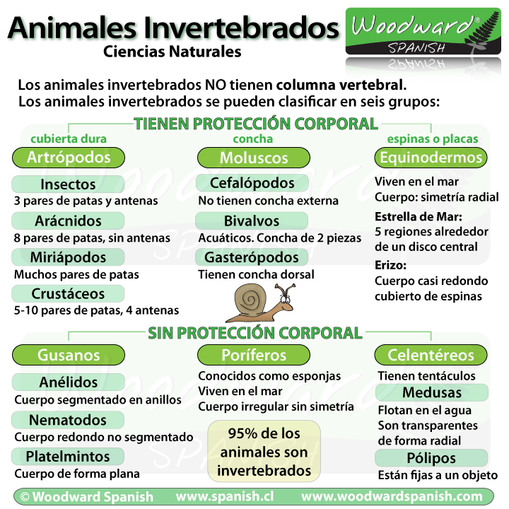 Los animales invertebrados - clasificación