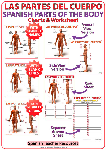 Las partes del cuerpo humano en español - Parts of the body in Spanish - Charts and Worksheet